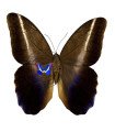 Caligo idomenius idomenides