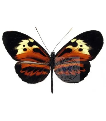Heliconius  numata talboti