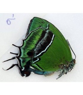 Evenus candidius