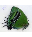 Evenus candidius