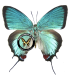 LYCAENIDAE
