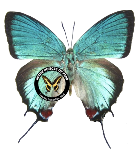 LYCAENIDAE
