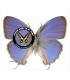 LYCAENIDAE