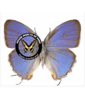 LYCAENIDAE