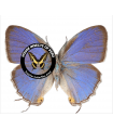 Evenus satyroides