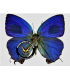 LYCAENIDAE