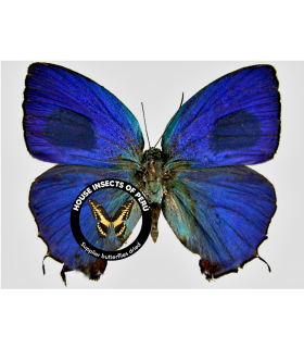 LYCAENIDAE