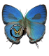 LYCAENIDAE