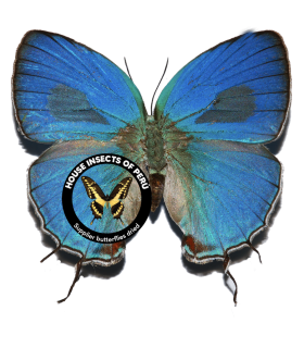 LYCAENIDAE
