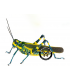 ORTHOPTERA