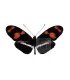 Heliconius telesifhe telesifhe