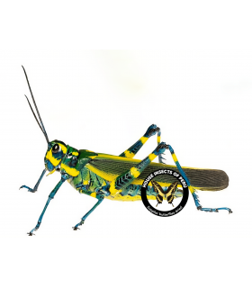 ORTHOPTERA