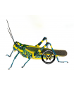 Chromacris peruviana