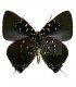 LYCAENIDAE