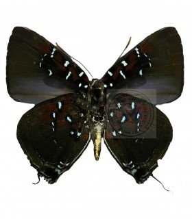 LYCAENIDAE