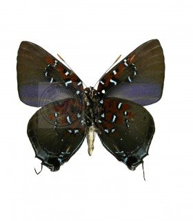 LYCAENIDAE