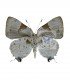 LYCAENIDAE