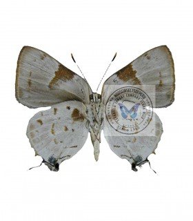 LYCAENIDAE