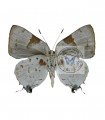 Tmolus cydrara