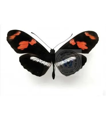 Heliconius telesifhe telesifhe