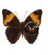 NYMPHALIDAE