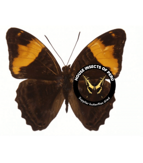 NYMPHALIDAE
