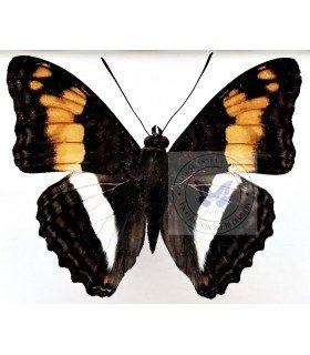 NYMPHALIDAE