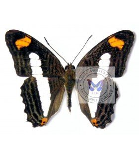 NYMPHALIDAE