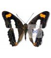 Adelpha ifhiclus