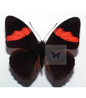 NYMPHALIDAE