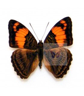NYMPHALIDAE