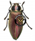 BUPRESTIDAE