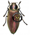 Euchroma giganteus giganteus
