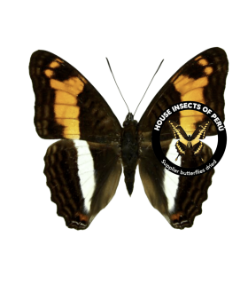 NYMPHALIDAE