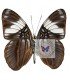 NYMPHALIDAE