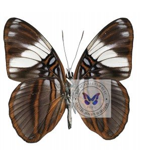NYMPHALIDAE
