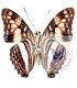 NYMPHALIDAE