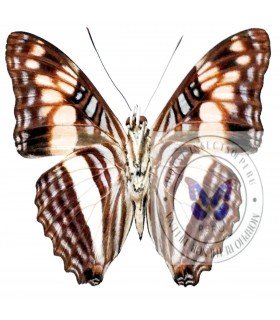 NYMPHALIDAE
