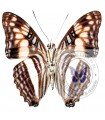 Adelpha amazonas