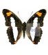 NYMPHALIDAE