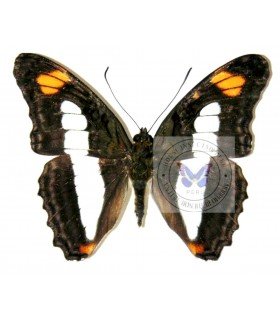 NYMPHALIDAE