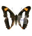 Adelpha Celerio
