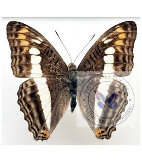 NYMPHALIDAE