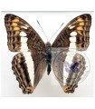 Adelpha alala negra