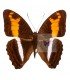 NYMPHALIDAE