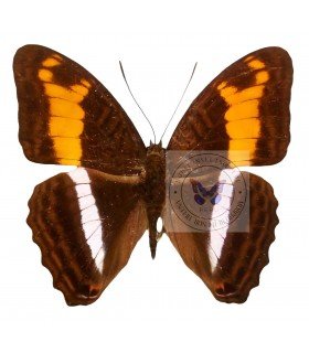 NYMPHALIDAE
