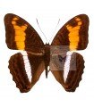 Adelpha sichaeus