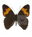 Adelpha irmida tumida