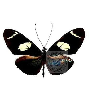 Heliconius wallacei flavescens