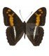 NYMPHALIDAE